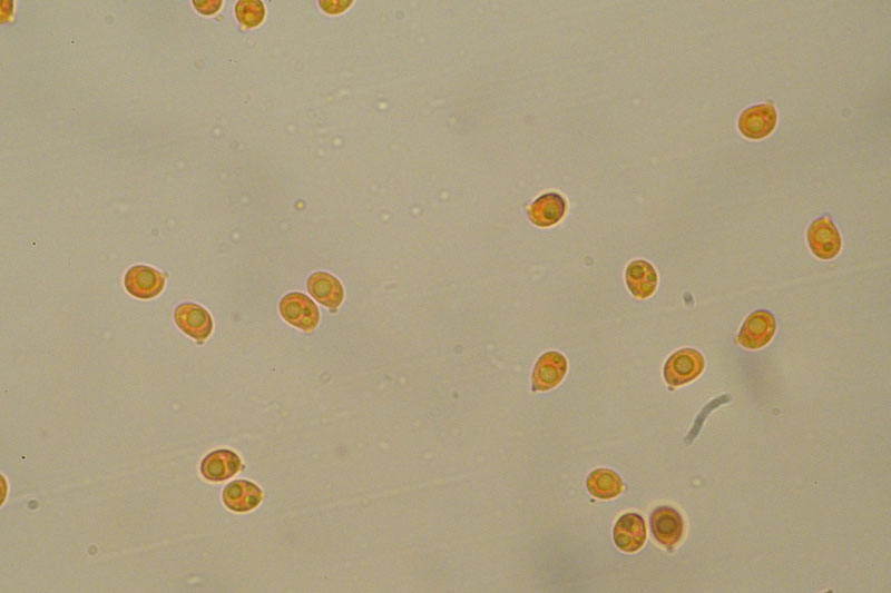 Hohenbuehelia auriscalpium